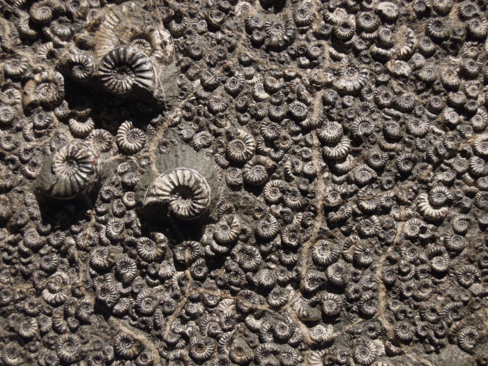 Fossils