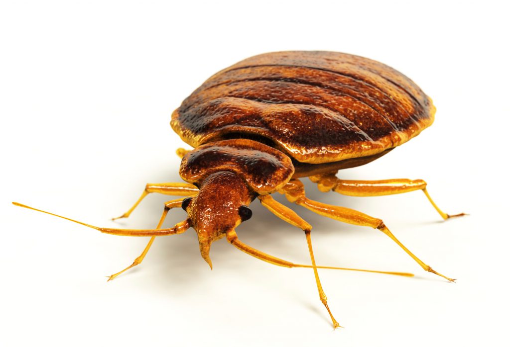 Bed Bugs in Saskatchewan