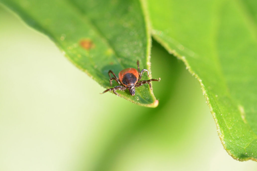 Bed Bug History