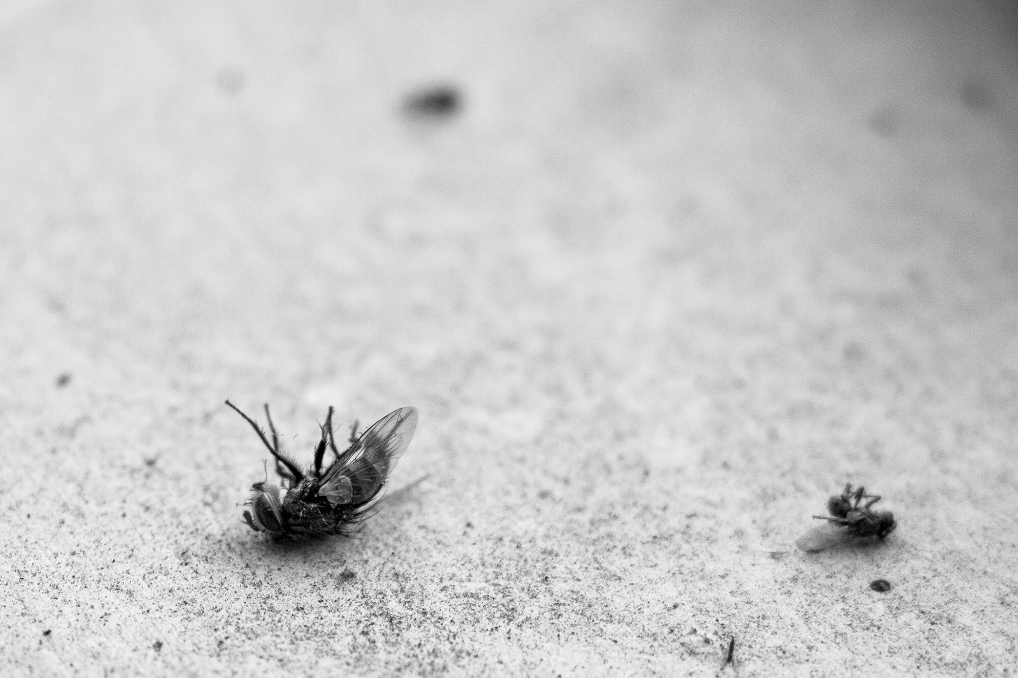 Dead Fly Rox Bugs