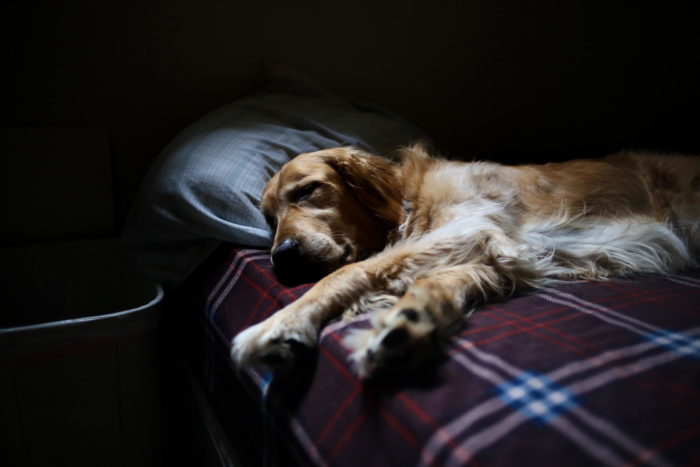 Dog laying in Bed