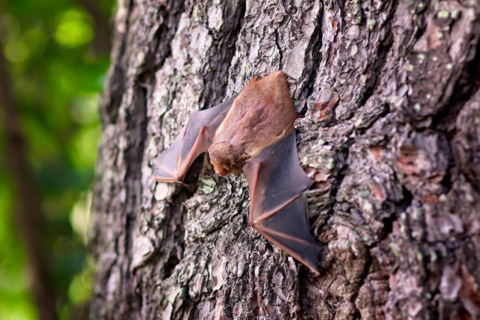 Bat on Tree