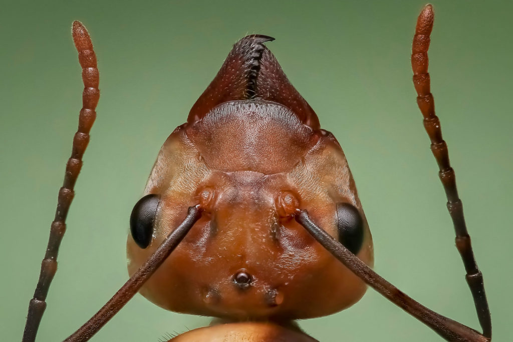 Ant Face