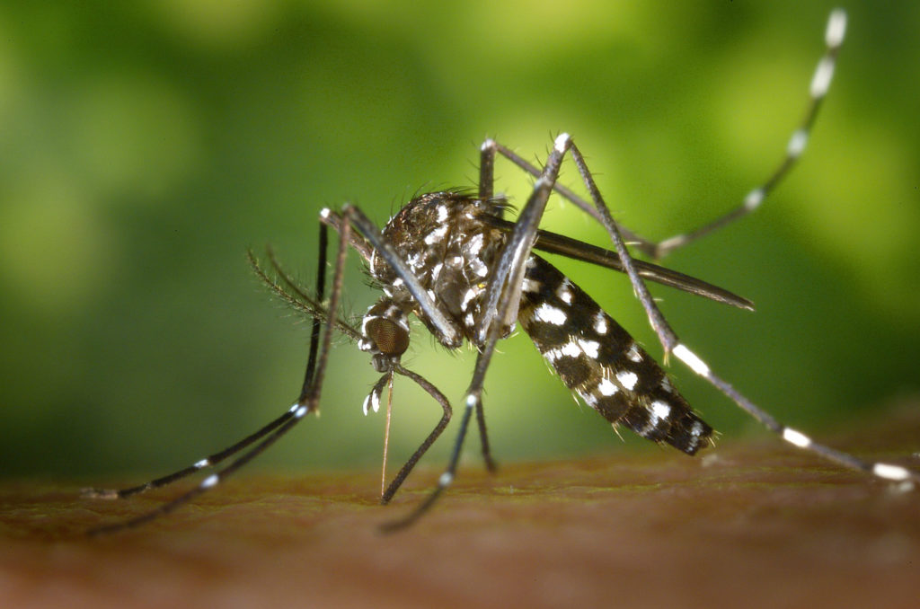 Close up of a Mosquito