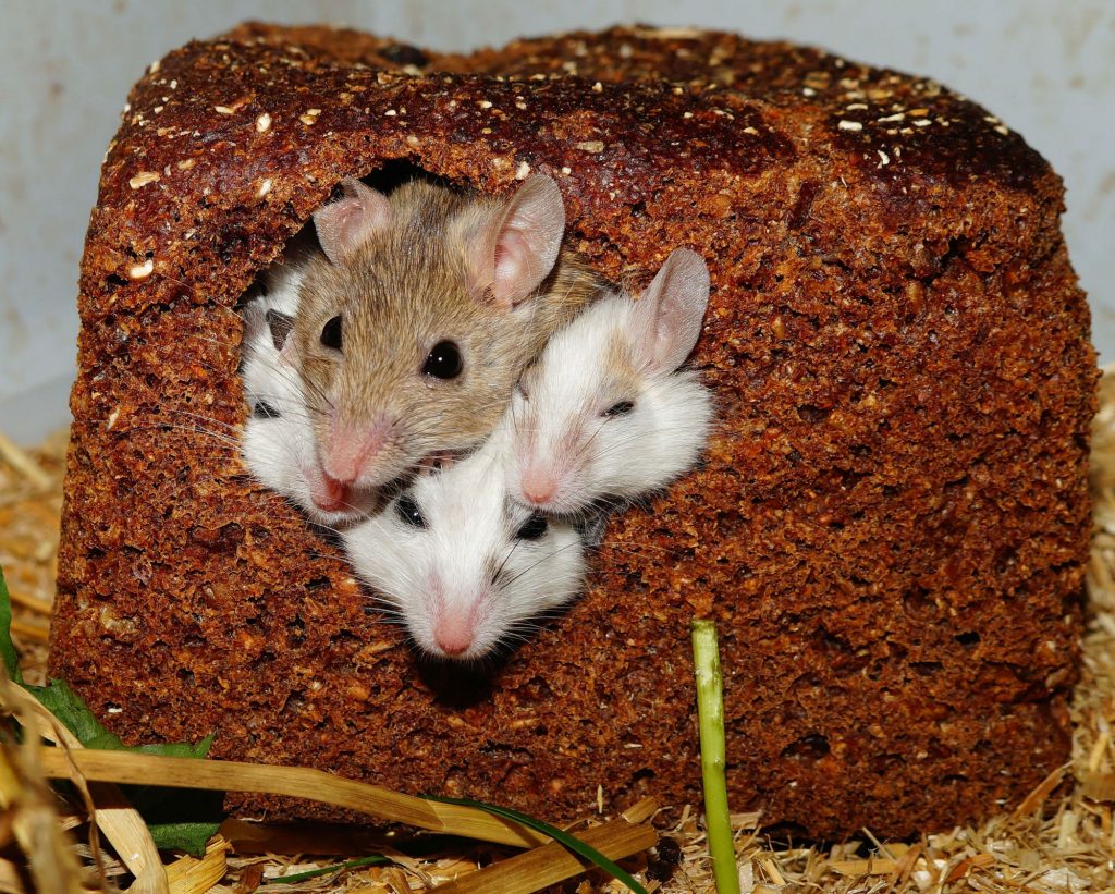 Four Little Rodents Peeking out of a Hole in Regina