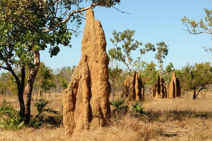 Termite Hill the is Bad for Your Regina Home