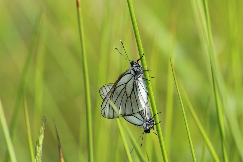 Mating Insects