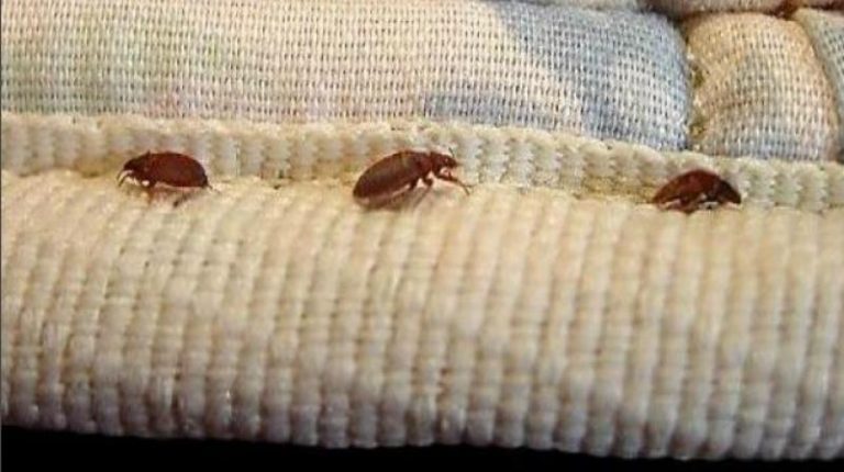 Creeping Crawling Bed Bugs Rox Bugs