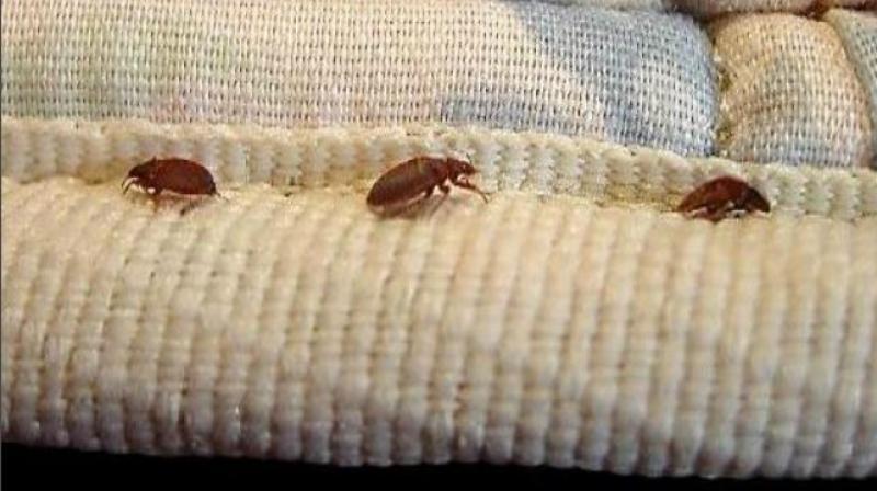 Creeping Crawling Bed Bugs