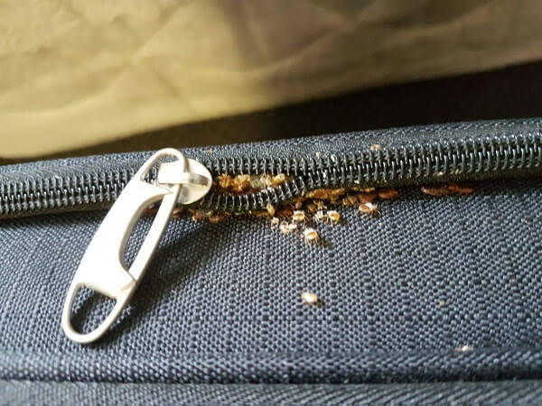 Bed Bug Eggs and a Zipper