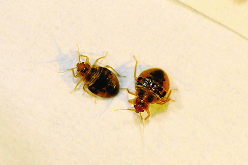 Nymph Bed Bugs