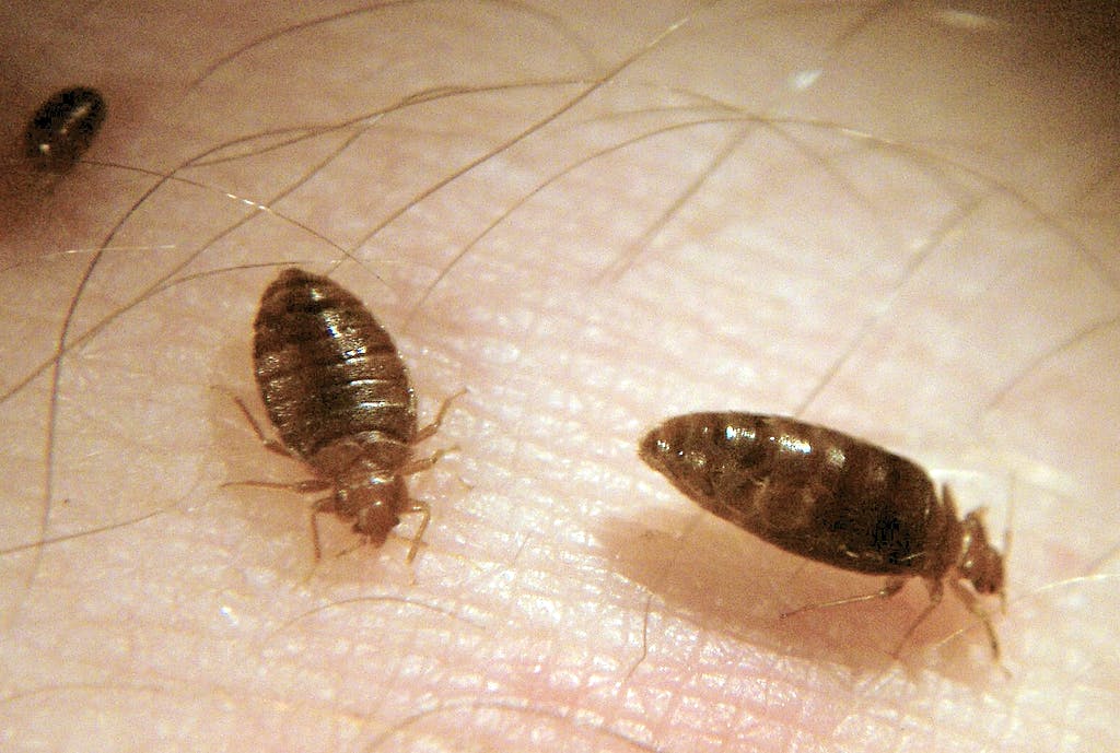 House Bed Bugs on Skin