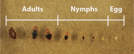 Bed Bug Size Ranges