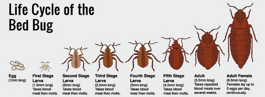 Bed Bug Life Cycle Chart