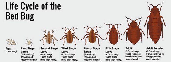 Life Cycle of a Bed Bug