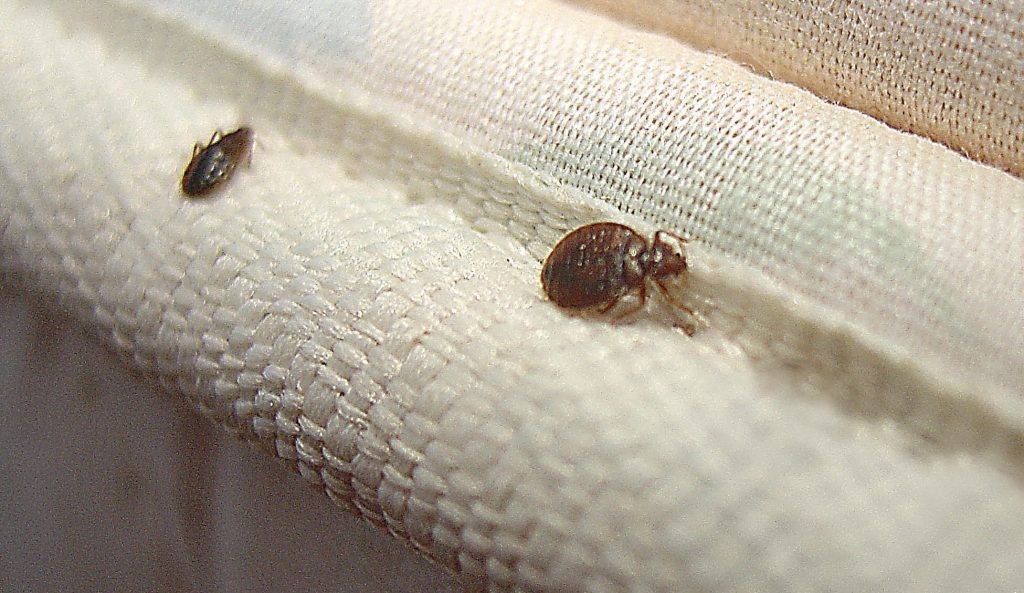 Bed Bug FAQs Rox Bugs