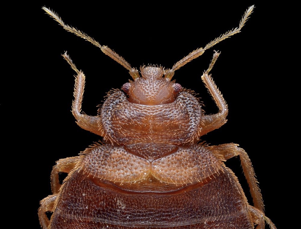 The Head of a Bed Bug with a Black Background
