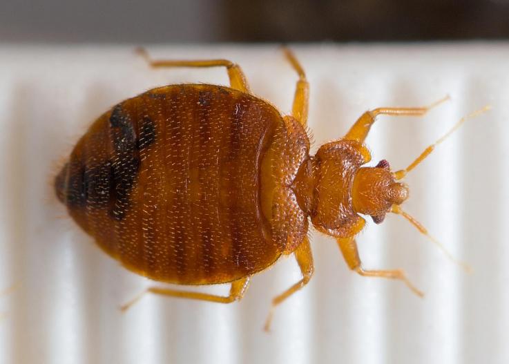The Body Length of a Bed Bug