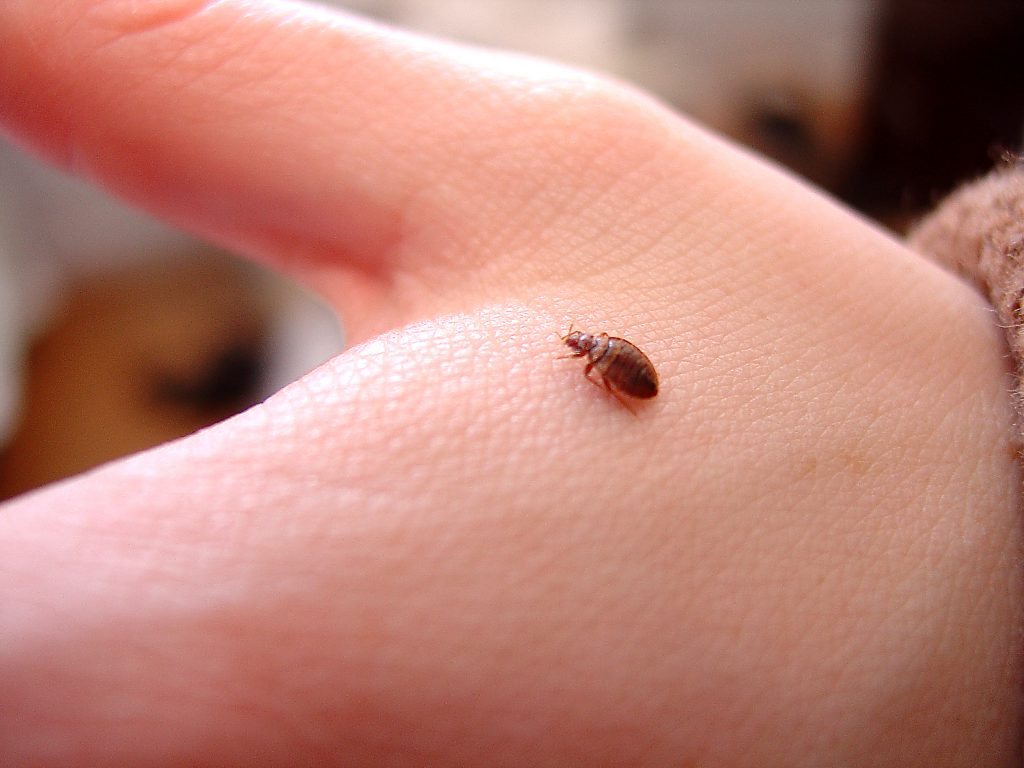 A Bed Bug on a Persons Hand